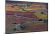 Vineyards in autumn, La Rioja, Sierra De Cantabria, Alava, Basque Country, Spain-Juan Carlos Munoz-Mounted Photographic Print