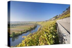 Vineyards in Autumn, Mundelsheim, Neckartal Valley-Marcus Lange-Stretched Canvas
