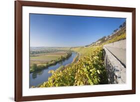 Vineyards in Autumn, Mundelsheim, Neckartal Valley-Marcus Lange-Framed Photographic Print