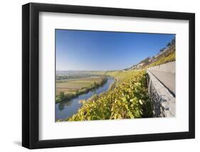 Vineyards in Autumn, Mundelsheim, Neckartal Valley-Marcus Lange-Framed Photographic Print