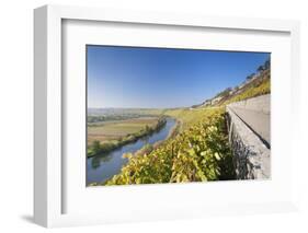 Vineyards in Autumn, Mundelsheim, Neckartal Valley-Marcus Lange-Framed Photographic Print