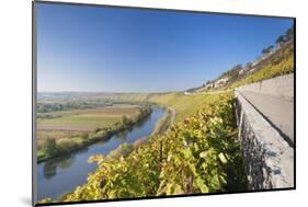 Vineyards in Autumn, Mundelsheim, Neckartal Valley-Marcus Lange-Mounted Photographic Print