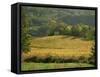 Vineyards in Autumn, Near Arbois, Jura, Franche Comte, France-Michael Busselle-Framed Stretched Canvas