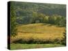 Vineyards in Autumn, Near Arbois, Jura, Franche Comte, France-Michael Busselle-Stretched Canvas