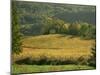 Vineyards in Autumn, Near Arbois, Jura, Franche Comte, France-Michael Busselle-Mounted Photographic Print