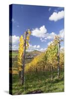 Vineyards in Autumn, Oberstenfeld, Ludwigsburg District, Baden Wurttemberg, Germany, Europe-Markus-Stretched Canvas