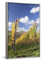 Vineyards in Autumn, Oberstenfeld, Ludwigsburg District, Baden Wurttemberg, Germany, Europe-Markus-Framed Photographic Print