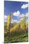 Vineyards in Autumn, Oberstenfeld, Ludwigsburg District, Baden Wurttemberg, Germany, Europe-Markus-Mounted Photographic Print