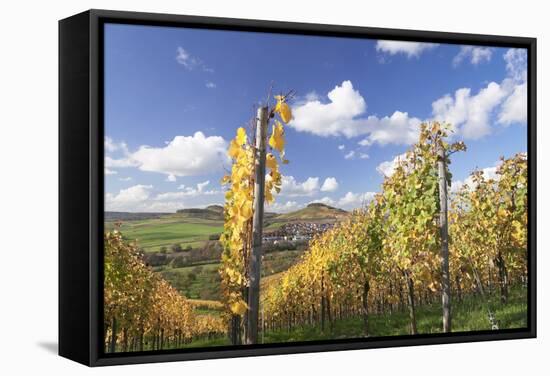 Vineyards in Autumn, Oberstenfeld, Ludwigsburg District, Baden Wurttemberg, Germany, Europe-Markus-Framed Stretched Canvas