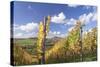 Vineyards in Autumn, Oberstenfeld, Ludwigsburg District, Baden Wurttemberg, Germany, Europe-Markus-Stretched Canvas
