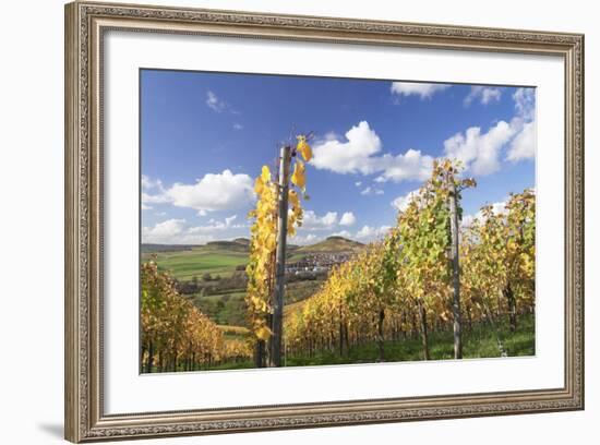 Vineyards in Autumn, Oberstenfeld, Ludwigsburg District, Baden Wurttemberg, Germany, Europe-Markus-Framed Photographic Print