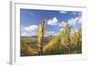 Vineyards in Autumn, Oberstenfeld, Ludwigsburg District, Baden Wurttemberg, Germany, Europe-Markus-Framed Photographic Print