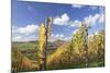 Vineyards in Autumn, Oberstenfeld, Ludwigsburg District, Baden Wurttemberg, Germany, Europe-Markus-Mounted Photographic Print