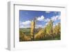 Vineyards in Autumn, Oberstenfeld, Ludwigsburg District, Baden Wurttemberg, Germany, Europe-Markus-Framed Photographic Print