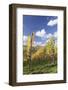 Vineyards in Autumn, Oberstenfeld, Ludwigsburg District, Baden Wurttemberg, Germany, Europe-Markus-Framed Photographic Print