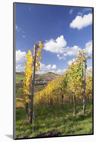 Vineyards in Autumn, Oberstenfeld, Ludwigsburg District, Baden Wurttemberg, Germany, Europe-Markus-Mounted Photographic Print