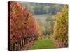 Vineyards in Autumn, Ste-Croix, Tarn Department, Midi-Pyrenees Region, France-Walter Bibikow-Stretched Canvas