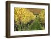 Vineyards in Autumn, Uhlbach, Baden Wurttemberg, Germany, Europe-Markus Lange-Framed Photographic Print