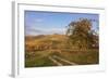 Vineyards in Autumn, Weinstadt, Rems Murr District, Baden-Wurttemberg, Germany, Europe-Markus Lange-Framed Photographic Print