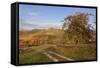 Vineyards in Autumn, Weinstadt, Rems Murr District, Baden-Wurttemberg, Germany, Europe-Markus Lange-Framed Stretched Canvas