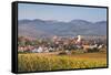 Vineyards in Autumn-Markus-Framed Stretched Canvas