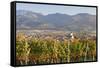 Vineyards in Autumn-Markus-Framed Stretched Canvas