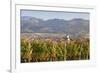 Vineyards in Autumn-Markus-Framed Photographic Print