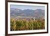 Vineyards in Autumn-Markus-Framed Photographic Print