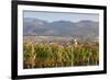 Vineyards in Autumn-Markus-Framed Photographic Print