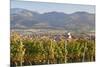 Vineyards in Autumn-Markus-Mounted Photographic Print