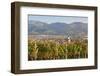 Vineyards in Autumn-Markus-Framed Photographic Print