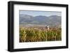 Vineyards in Autumn-Markus-Framed Photographic Print