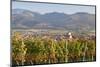 Vineyards in Autumn-Markus-Mounted Photographic Print