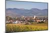 Vineyards in Autumn-Markus-Mounted Photographic Print