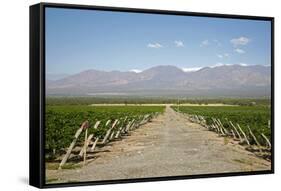 Vineyards in Cafayate, Valles Calchaquies, Salta Province, Argentina, South America-Yadid Levy-Framed Stretched Canvas