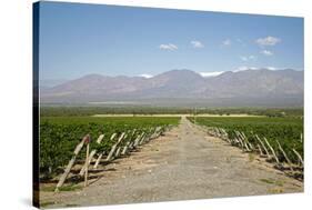 Vineyards in Cafayate, Valles Calchaquies, Salta Province, Argentina, South America-Yadid Levy-Stretched Canvas