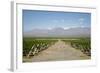 Vineyards in Cafayate, Valles Calchaquies, Salta Province, Argentina, South America-Yadid Levy-Framed Photographic Print