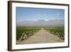 Vineyards in Cafayate, Valles Calchaquies, Salta Province, Argentina, South America-Yadid Levy-Framed Photographic Print