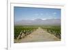 Vineyards in Cafayate, Valles Calchaquies, Salta Province, Argentina, South America-Yadid Levy-Framed Photographic Print