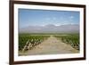 Vineyards in Cafayate, Valles Calchaquies, Salta Province, Argentina, South America-Yadid Levy-Framed Photographic Print