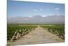 Vineyards in Cafayate, Valles Calchaquies, Salta Province, Argentina, South America-Yadid Levy-Mounted Photographic Print