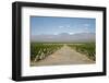 Vineyards in Cafayate, Valles Calchaquies, Salta Province, Argentina, South America-Yadid Levy-Framed Photographic Print