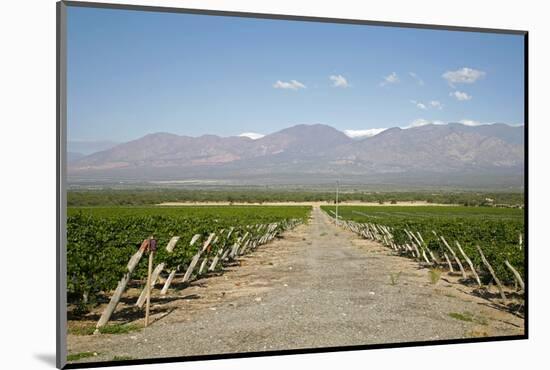Vineyards in Cafayate, Valles Calchaquies, Salta Province, Argentina, South America-Yadid Levy-Mounted Photographic Print