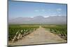 Vineyards in Cafayate, Valles Calchaquies, Salta Province, Argentina, South America-Yadid Levy-Mounted Photographic Print