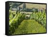 Vineyards in Countryside Near Saint Jean Pied De Port, Basque Country, Aquitaine, France-Robert Harding-Framed Stretched Canvas