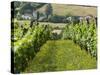 Vineyards in Countryside Near Saint Jean Pied De Port, Basque Country, Aquitaine, France-Robert Harding-Stretched Canvas