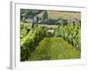 Vineyards in Countryside Near Saint Jean Pied De Port, Basque Country, Aquitaine, France-Robert Harding-Framed Photographic Print