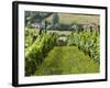 Vineyards in Countryside Near Saint Jean Pied De Port, Basque Country, Aquitaine, France-Robert Harding-Framed Photographic Print