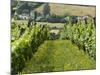 Vineyards in Countryside Near Saint Jean Pied De Port, Basque Country, Aquitaine, France-Robert Harding-Mounted Photographic Print