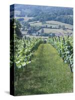 Vineyards in Countryside Near Saint Jean Pied De Port, Basque Country, Aquitaine, France-Robert Harding-Stretched Canvas